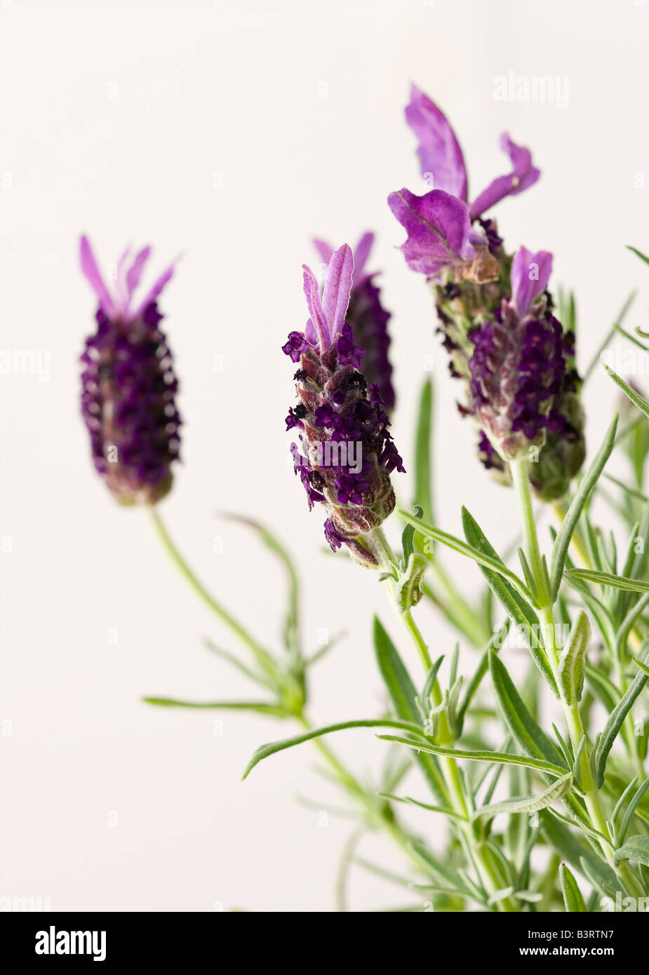 French Lavender flower Stock Photo Alamy