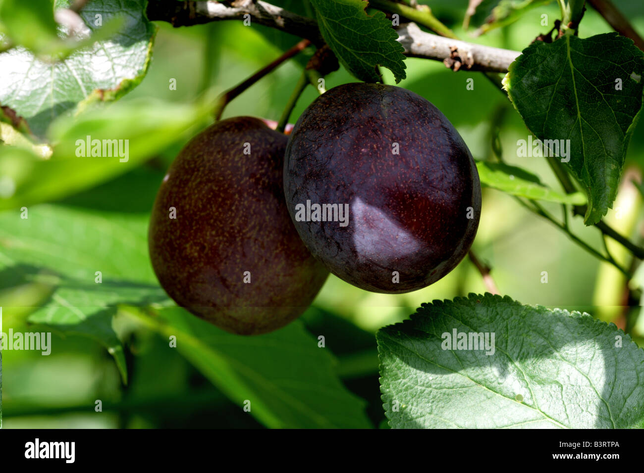 Pair Of Plums Hi-res Stock Photography And Images - Alamy