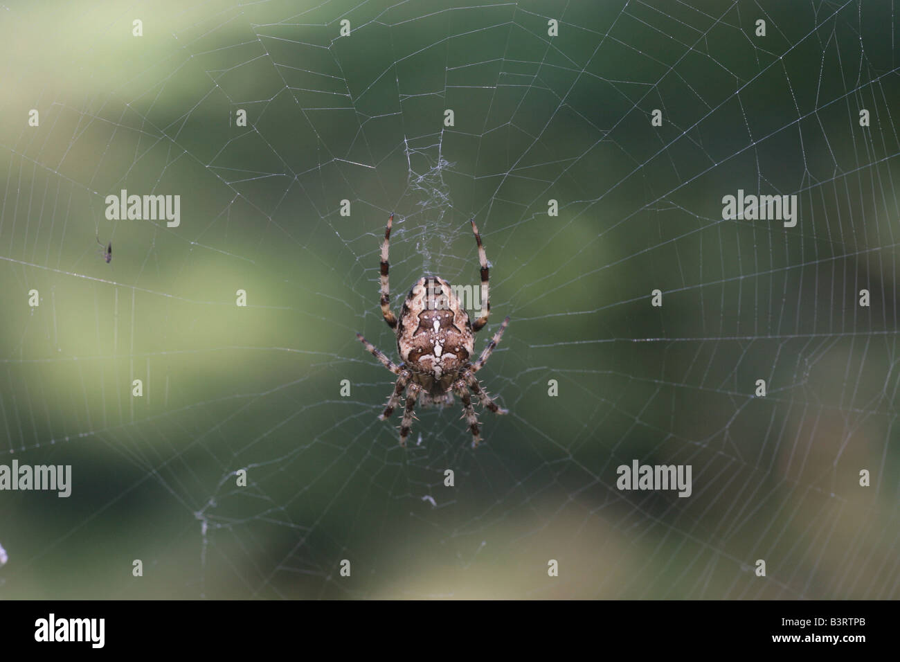 Garden spider Araneus diadematus Stock Photo - Alamy