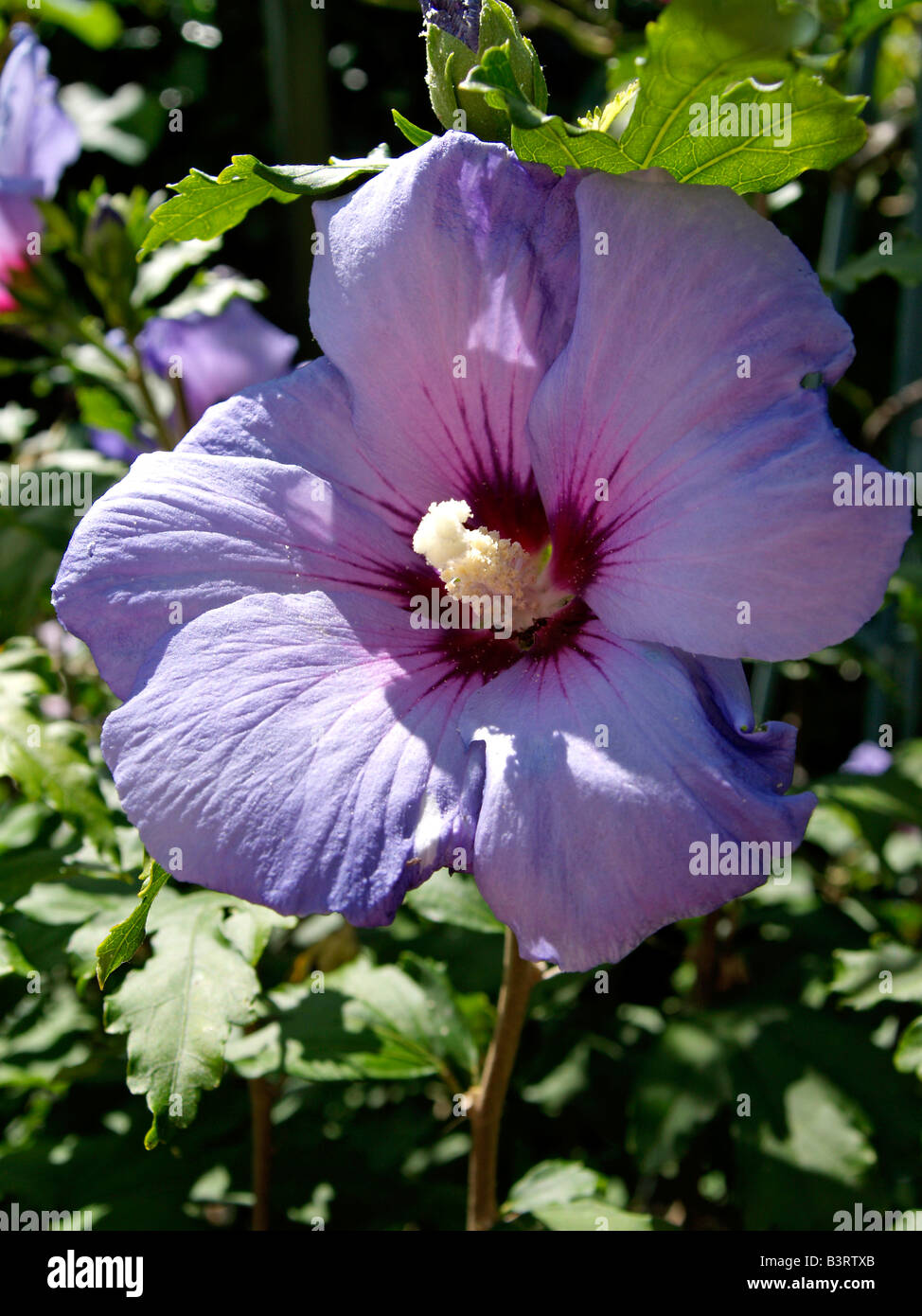 Bluehende Malve, Mallow (Malva) Stock Photo