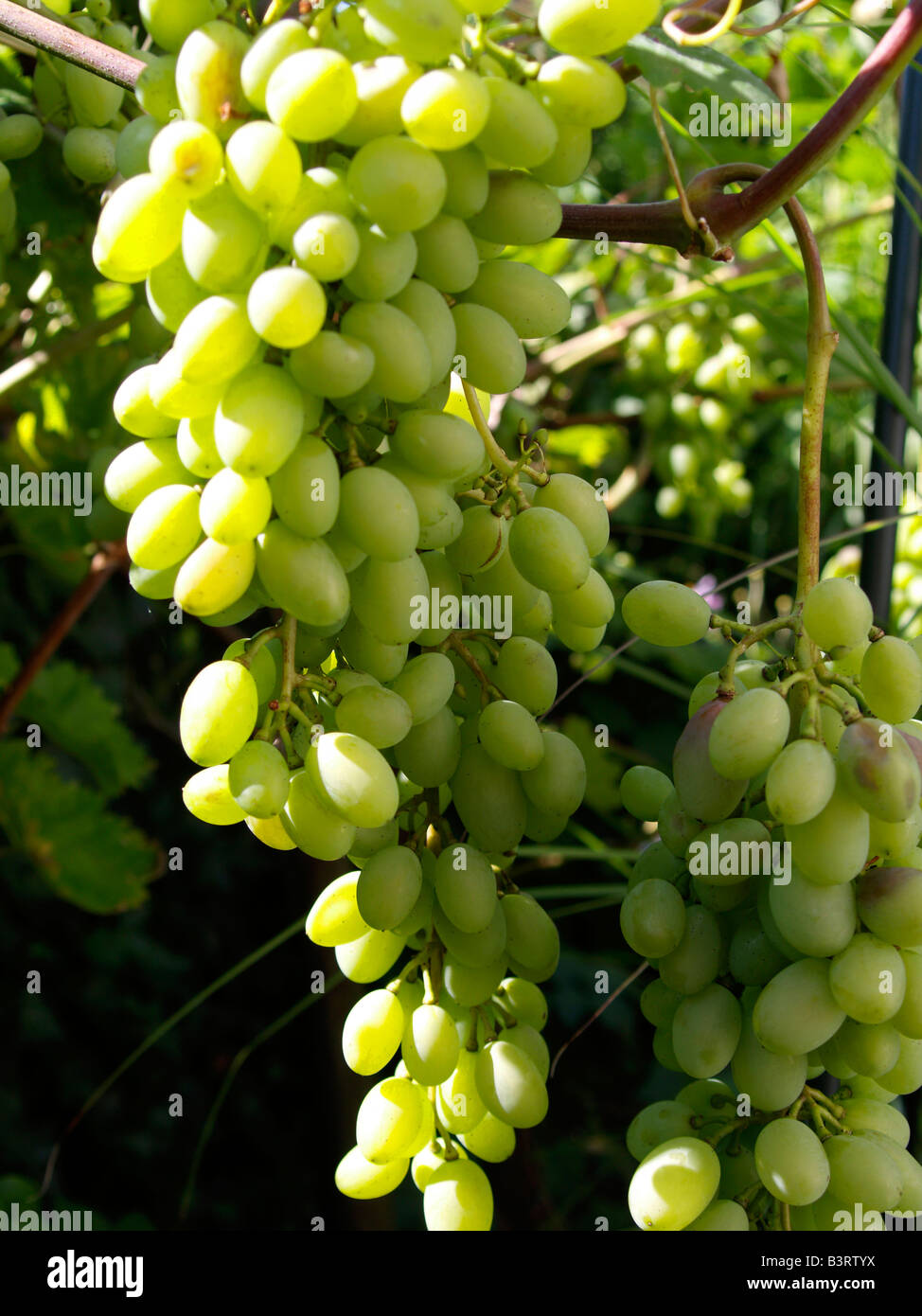 Rebstock, weisse Weintrauben, grapes Stock Photo
