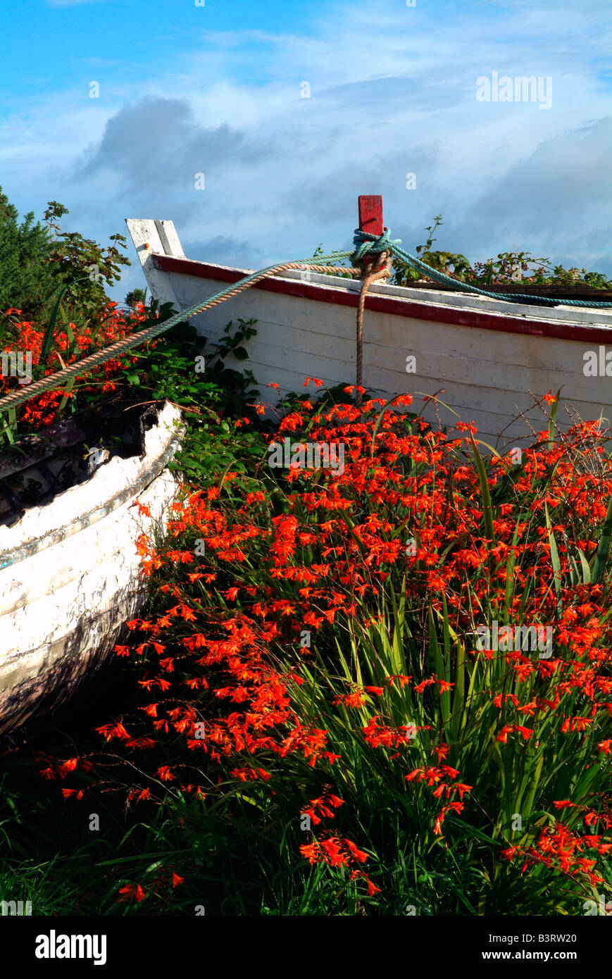 Flowers in wooden boat in Roundstone, Galway, Ireland Stock Photo Alamy