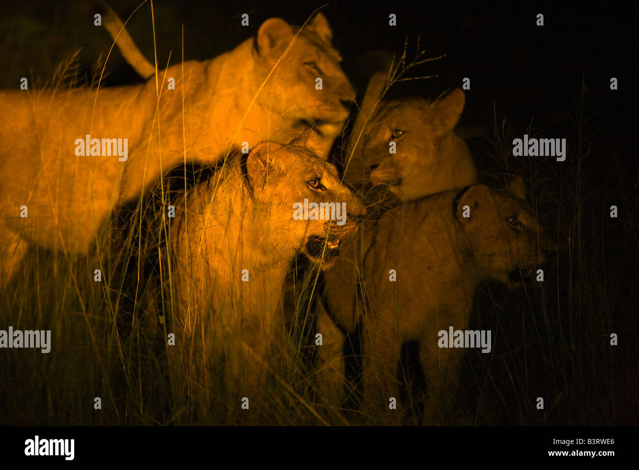 Lions at night Stock Photo