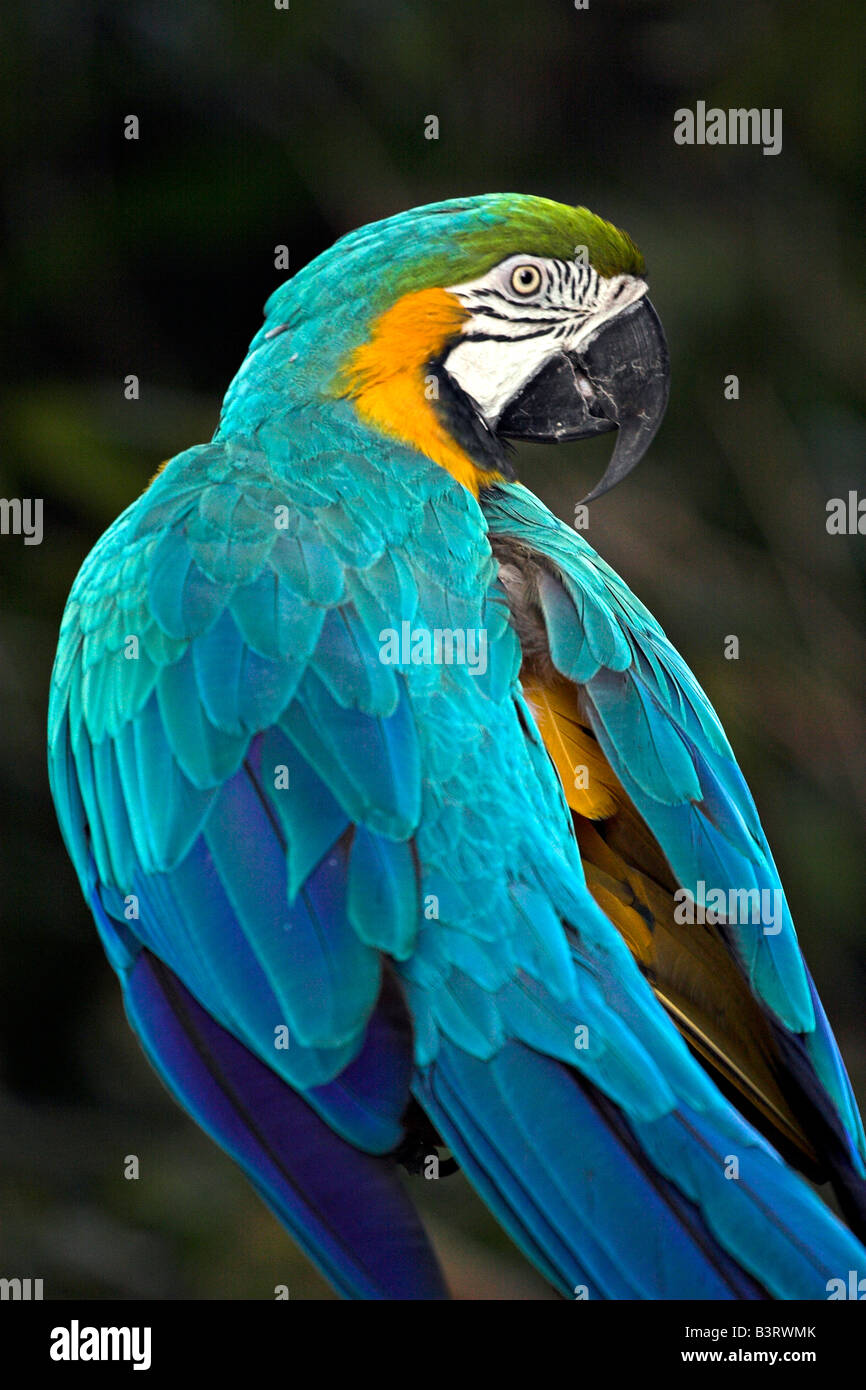 A blue and yellow macaw at the Audubon Zoo in New Orleans, Louisiana. Stock Photo