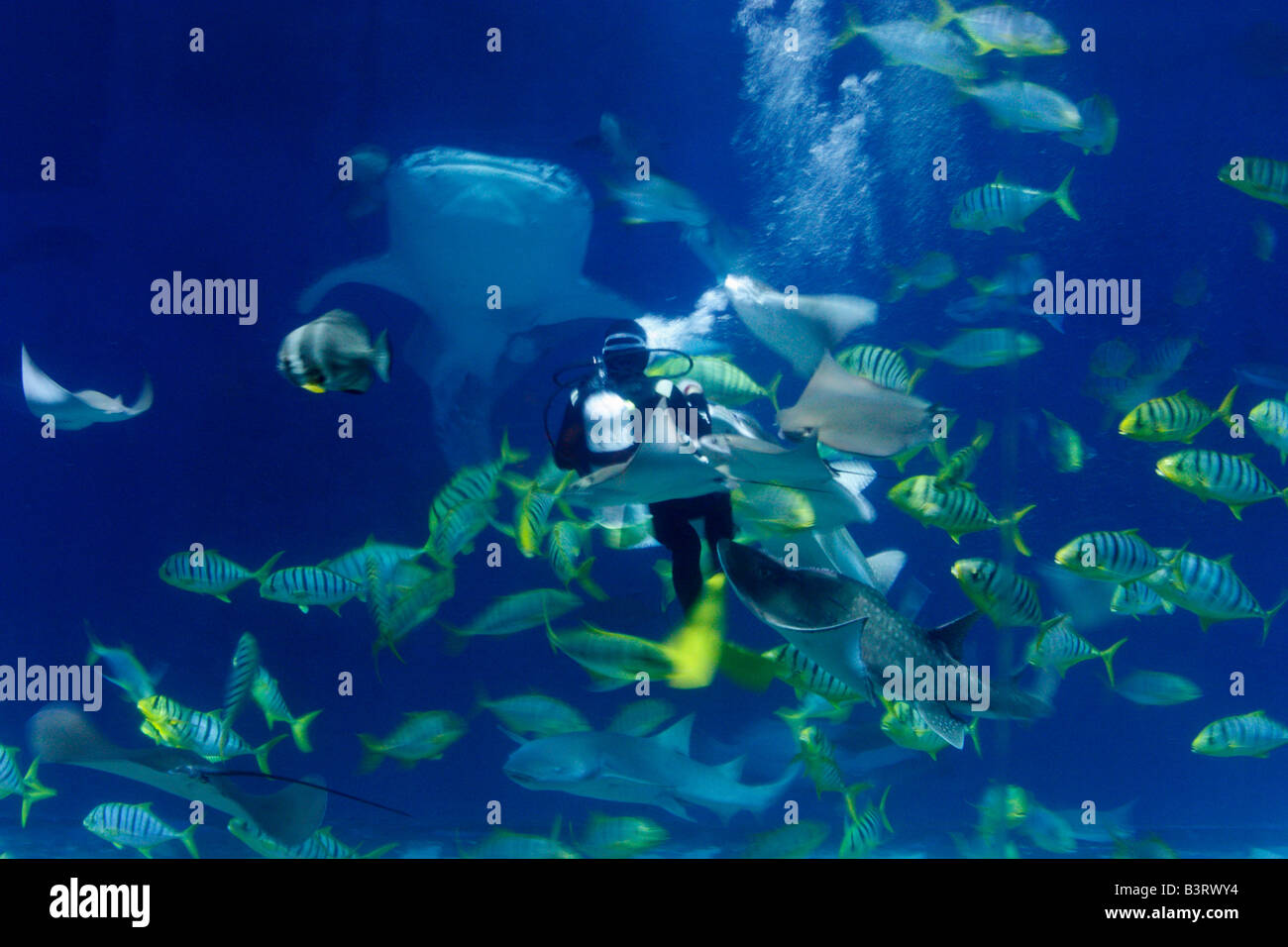 Diver feeding fish in an aquarium viewing tank Stock Photo Alamy