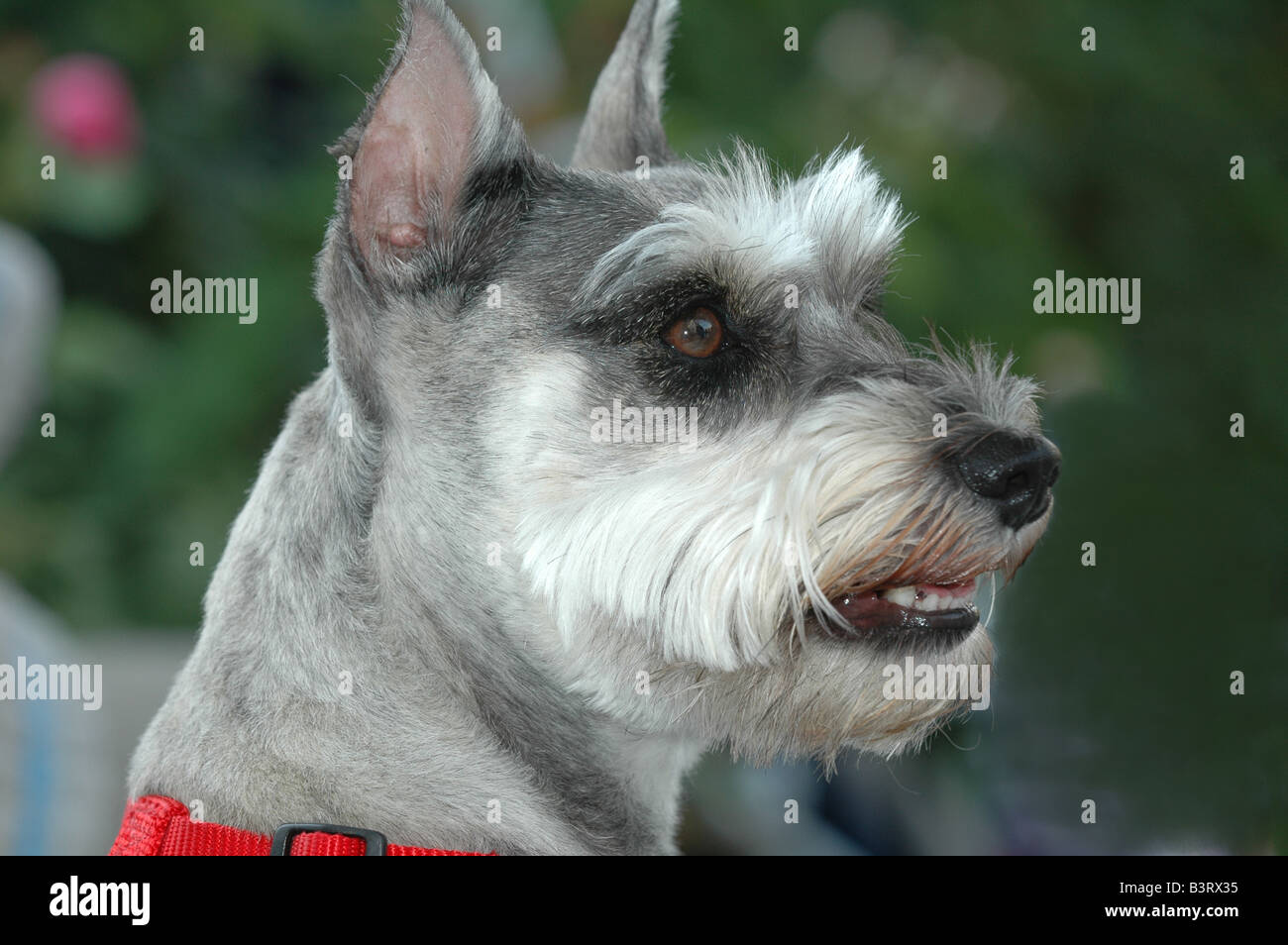 are pig ears better for a standard schnauzer than rawhide ears