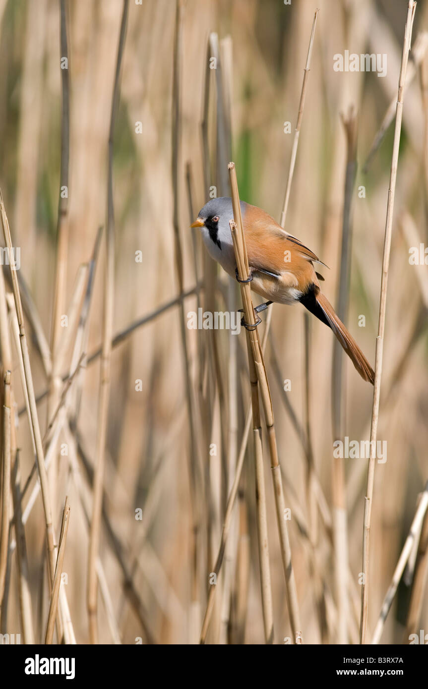 Penthrop Bearded Tit: Panurus biarmicus. Pensthorpe Norfolk. Male. Note ring on ...