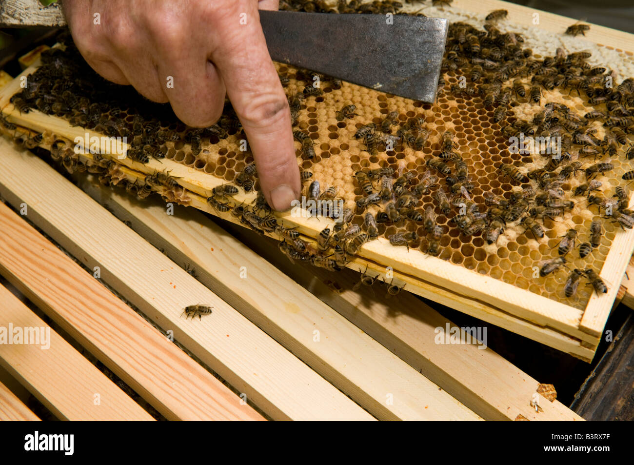 Beekeeper checking his hives for honey and on the condition of his colony of bees,  UK Stock Photo