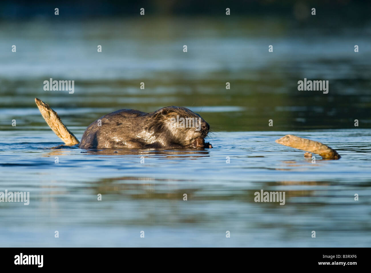 European Beaver (Castor fiber) Feeding, Sweden. Stock Photo