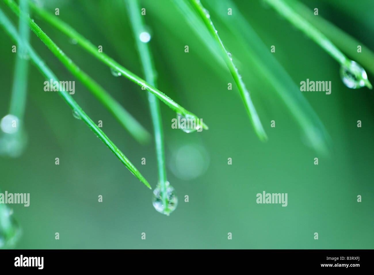 close up of droplets of water on green pine needles Stock Photo