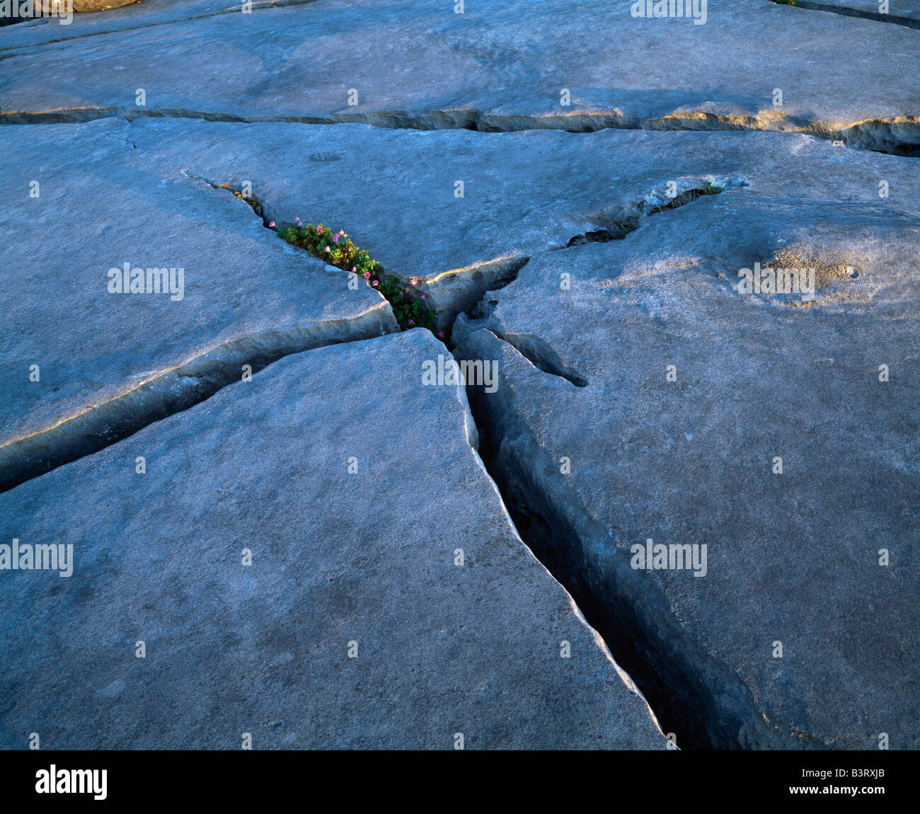 Close up of a rock Stock Photo - Alamy
