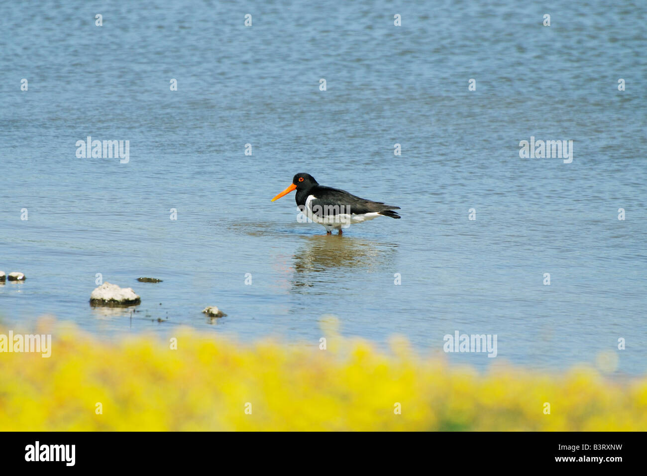 Oystercatcher Haematopus ostralegus at the RSPB Conwy nature reserve Stock Photo