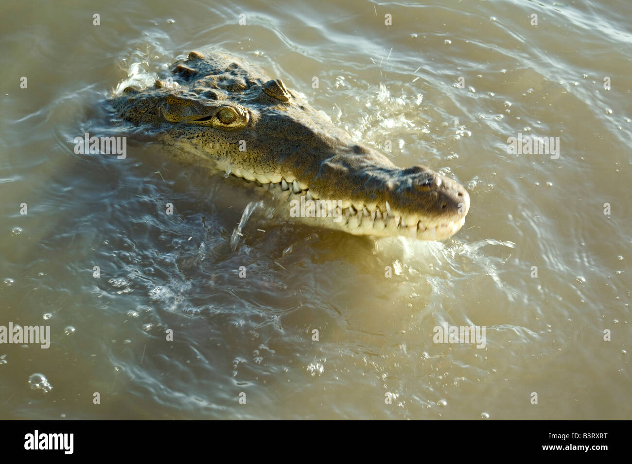 Alligator - Carte postale ancienne et vue d'Hier et Aujourd'hui