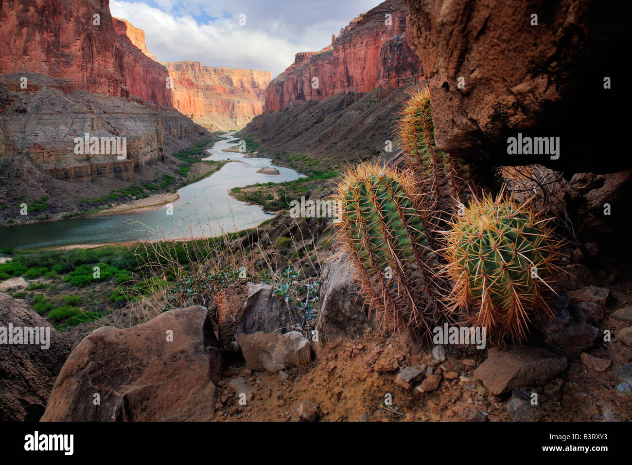 The Colorado River meandering through the Marble Canyon section of Grand Canyon National Park with barrel cacti in foreground Stock Photo