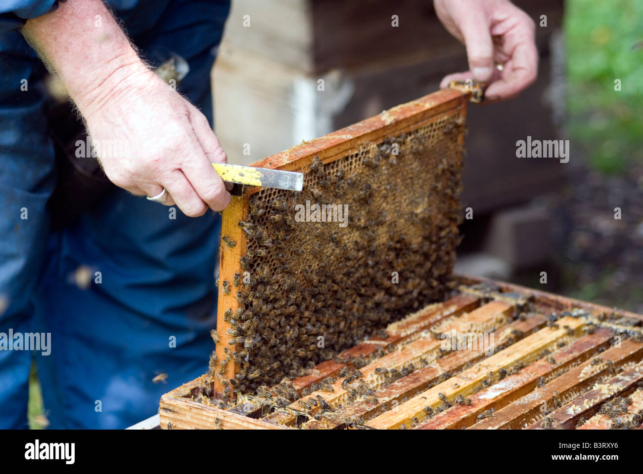 Honey Frame Being Lifted From The Hive Stock Photo - Alamy