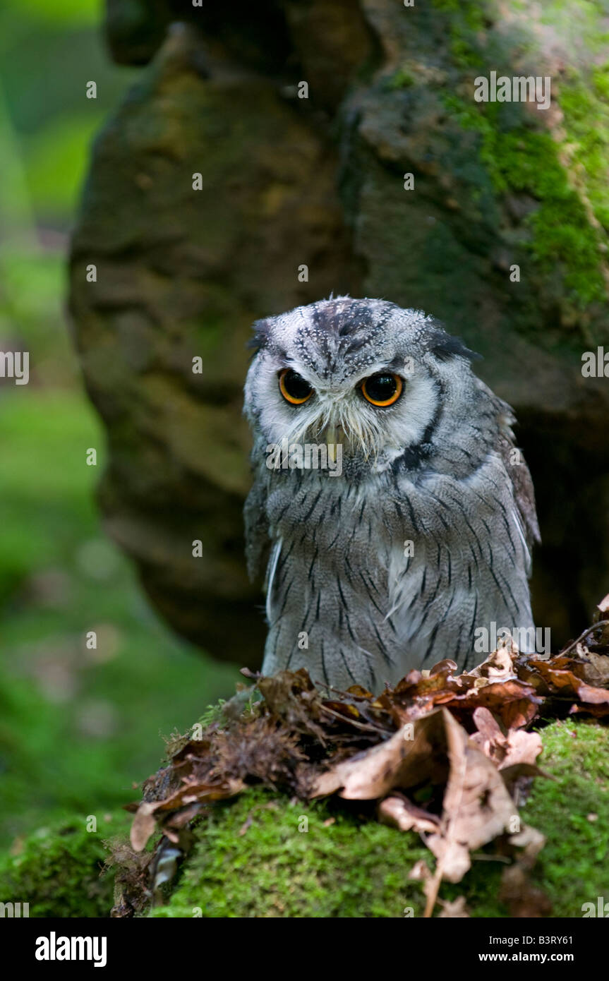 Scops Owl Otus scops Captive Stock Photo