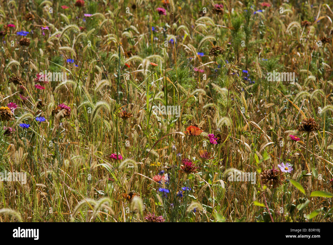 A field of wildflowers grows at the edge of the Gettysburg Battlefield in Gettysburg, Pennsylvania, USA. Stock Photo