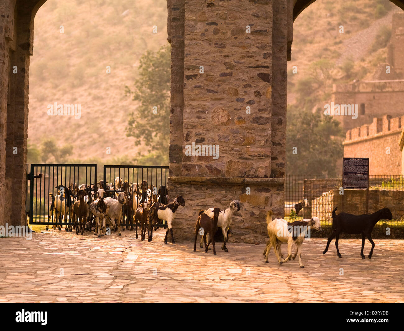 Goats in the abandoned city of Fatehpur, Rajasthan, India Stock Photo