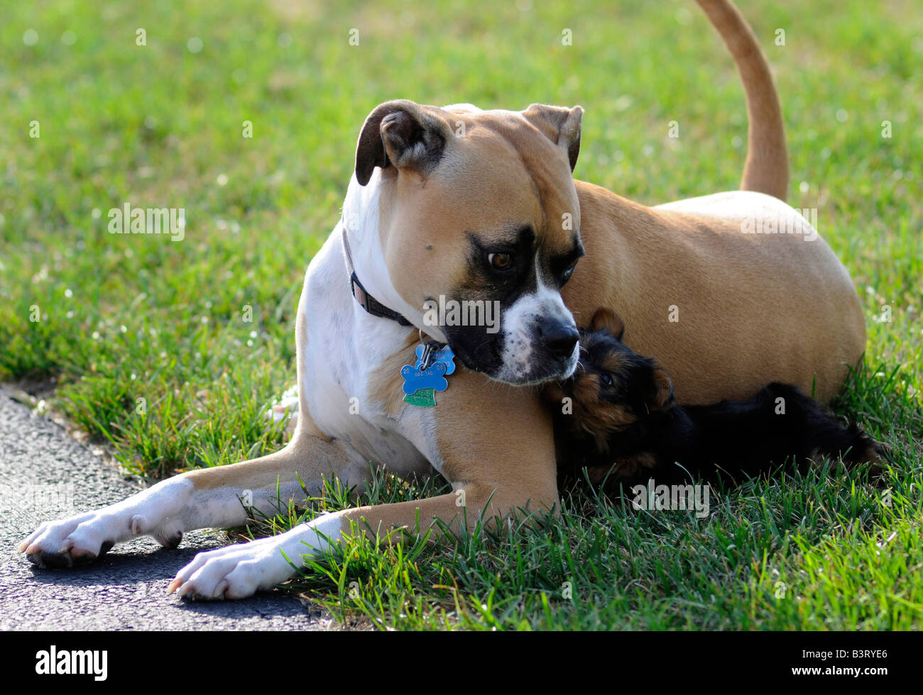 boxer terrier for sale boxer terrier for sale
