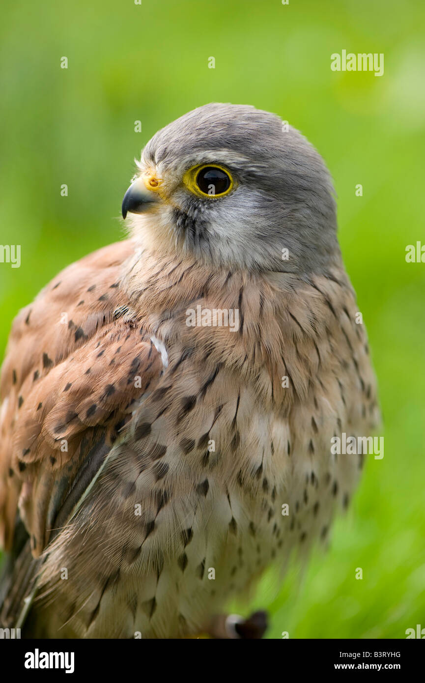 Falcon catching hi-res stock photography and images - Alamy