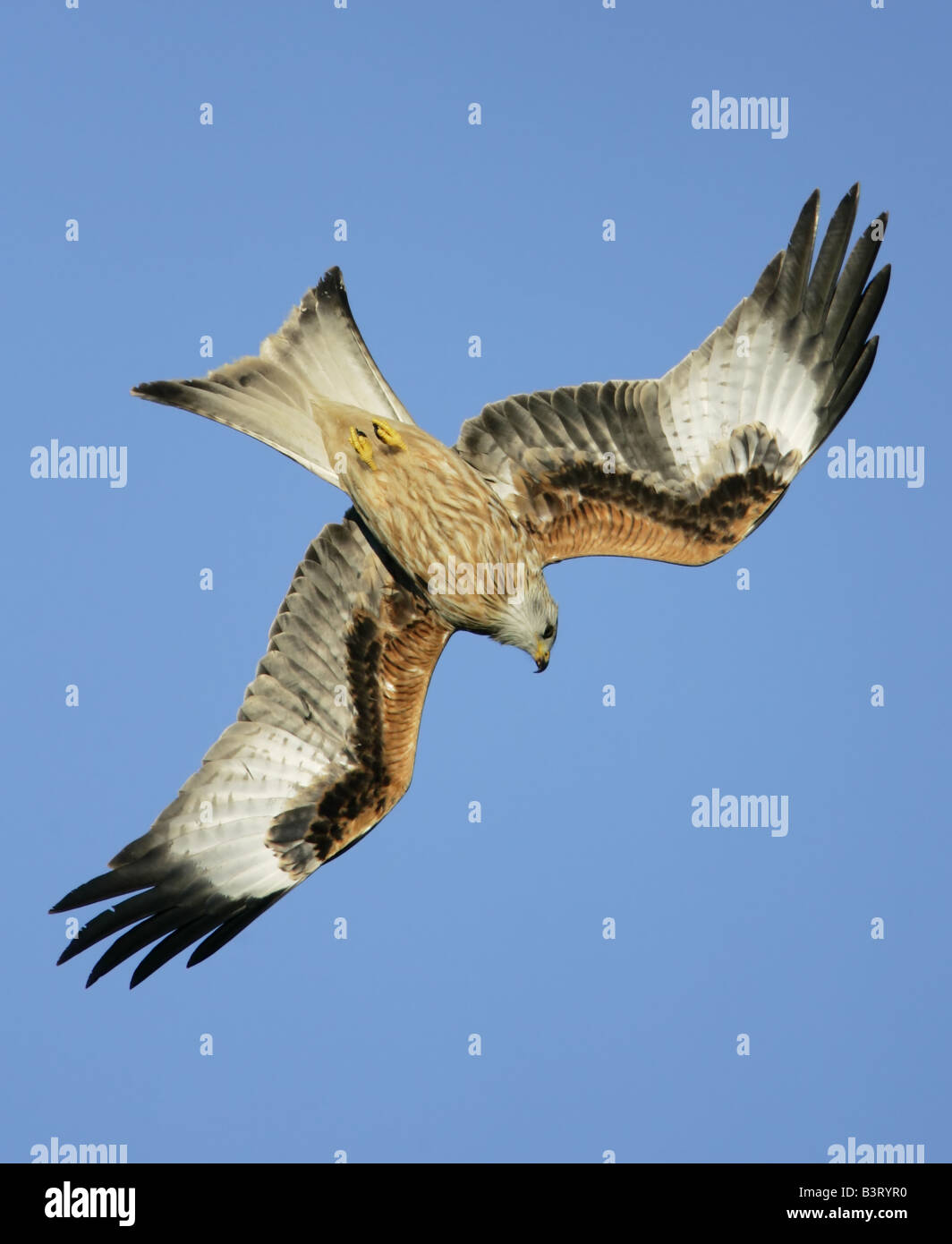 Red Kite in flight Stock Photo - Alamy