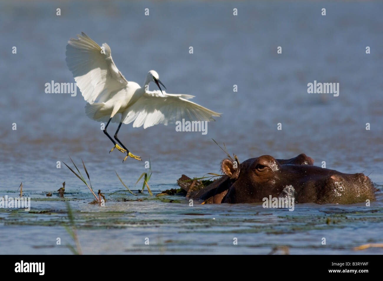 Little egret landing on a hippo Stock Photo