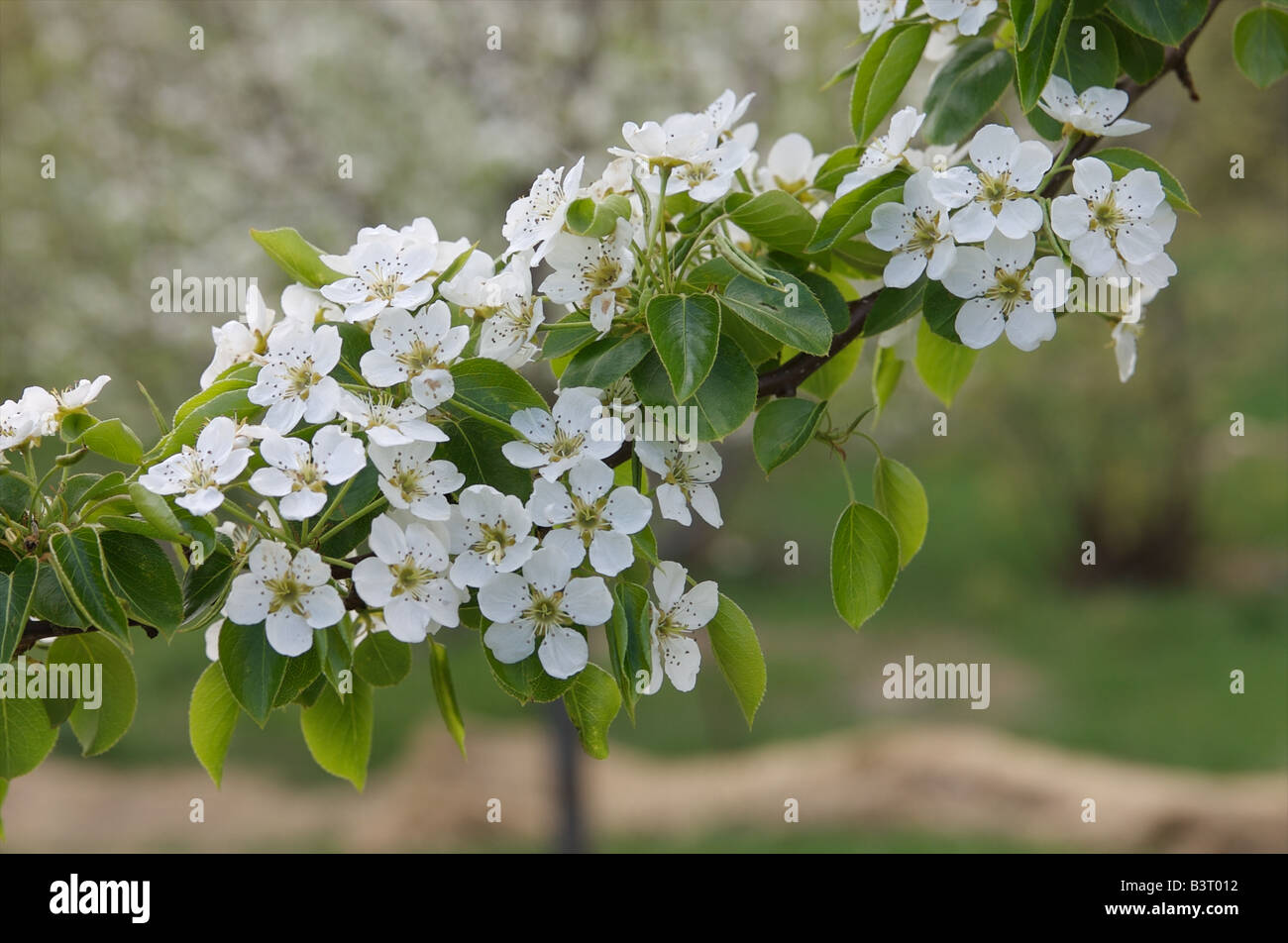 A Ure pear (Pyrus ussuriensis ure) tree branch full of blossoms Stock Photo