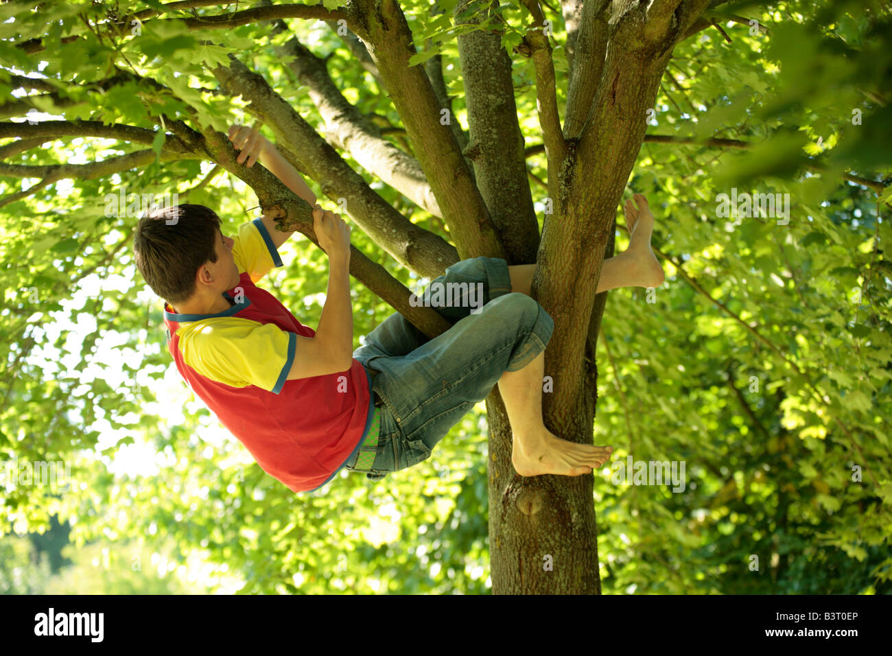 teenage boy climbing a tree Stock Photo Alamy
