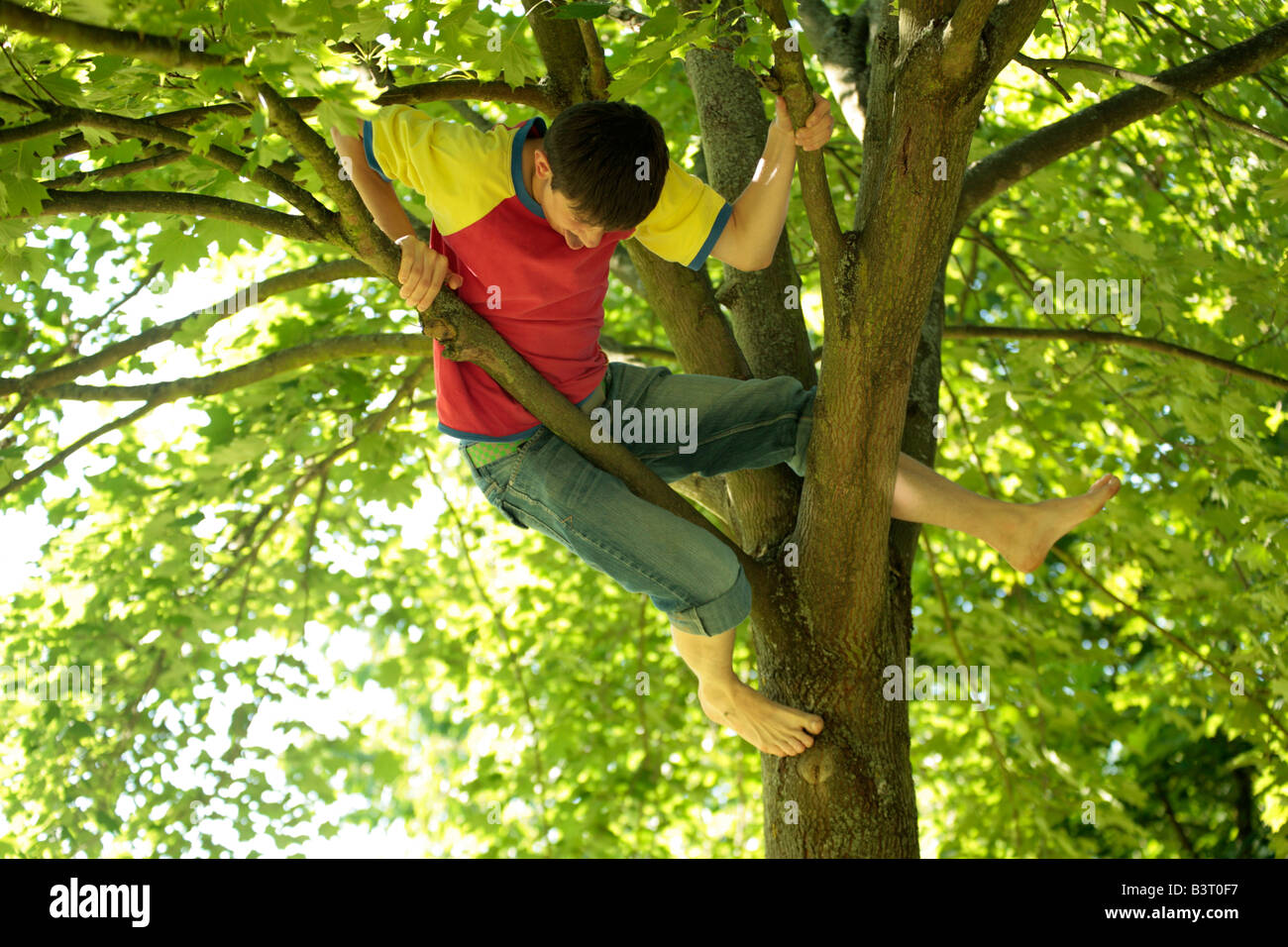 teenage boy climbing a tree Stock Photo 19581611 Alamy