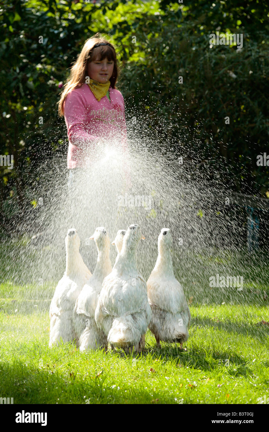 five ducks enjoy being washed by a young girl Stock Photo