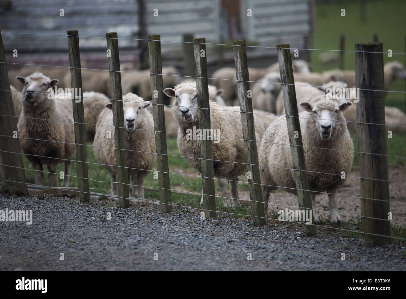 Sheep behind barbed wire fence Stock Photo Alamy