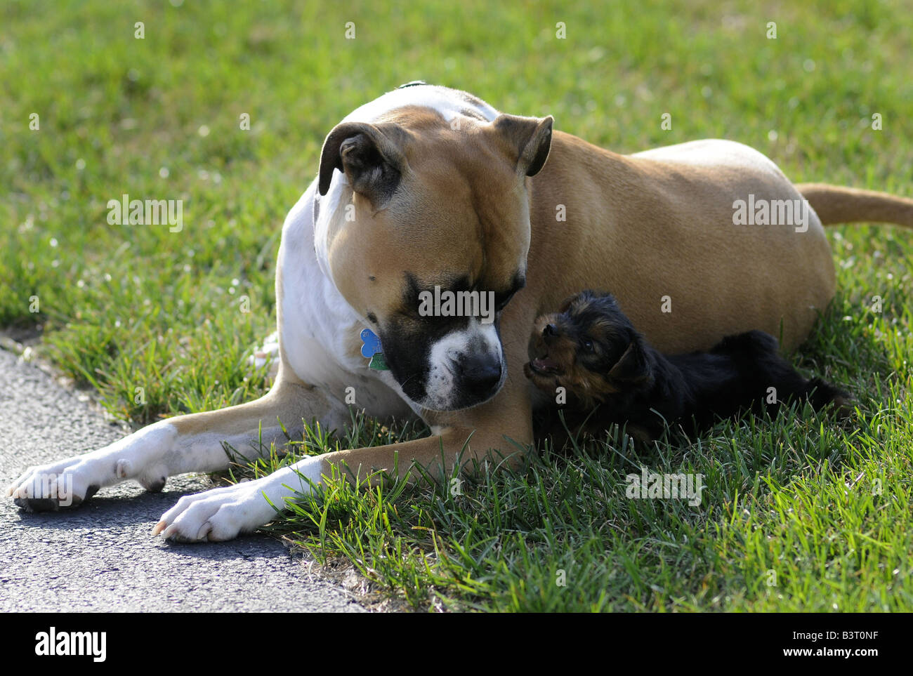 A mixed breed Boxer playing with a six week old Yorkshire Terrier puppy  Stock Photo - Alamy