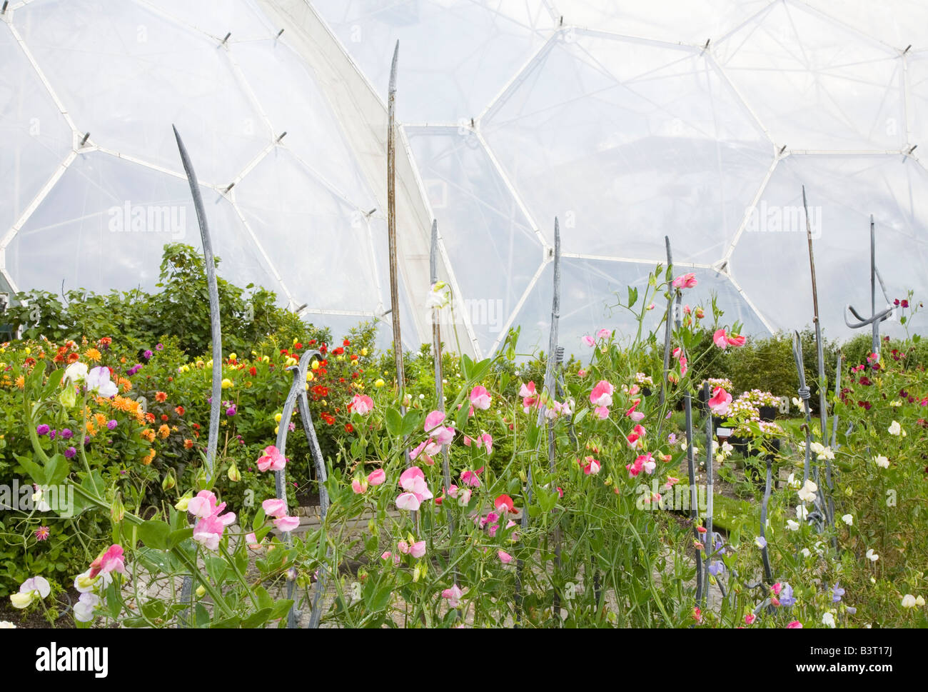 Sweetpeas by the Biome at the Eden Project in Cornwall England UK Stock Photo