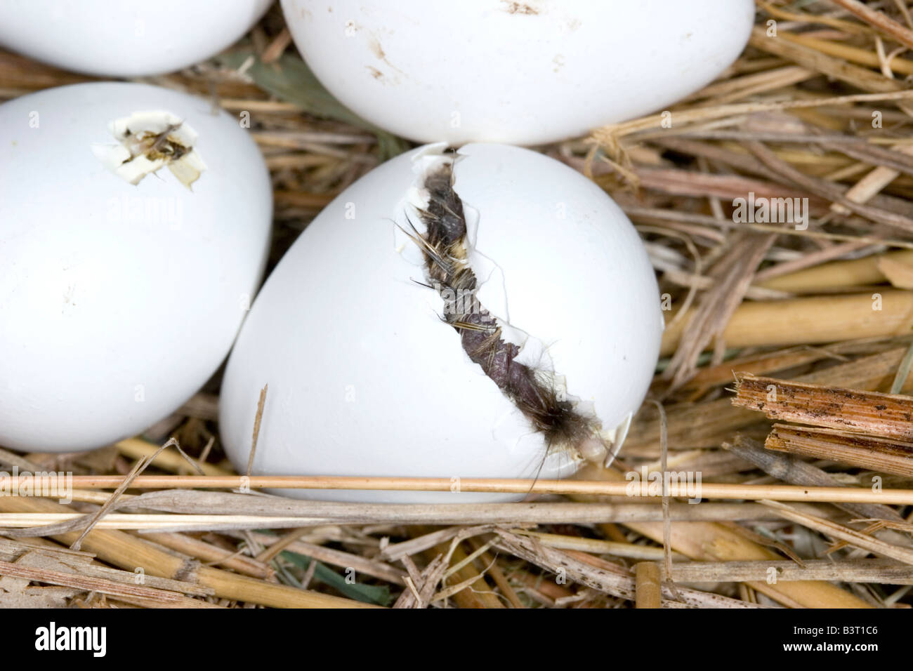 Northern Bobwhite eggs hatching Colinus virginianus Stock Photo - Alamy