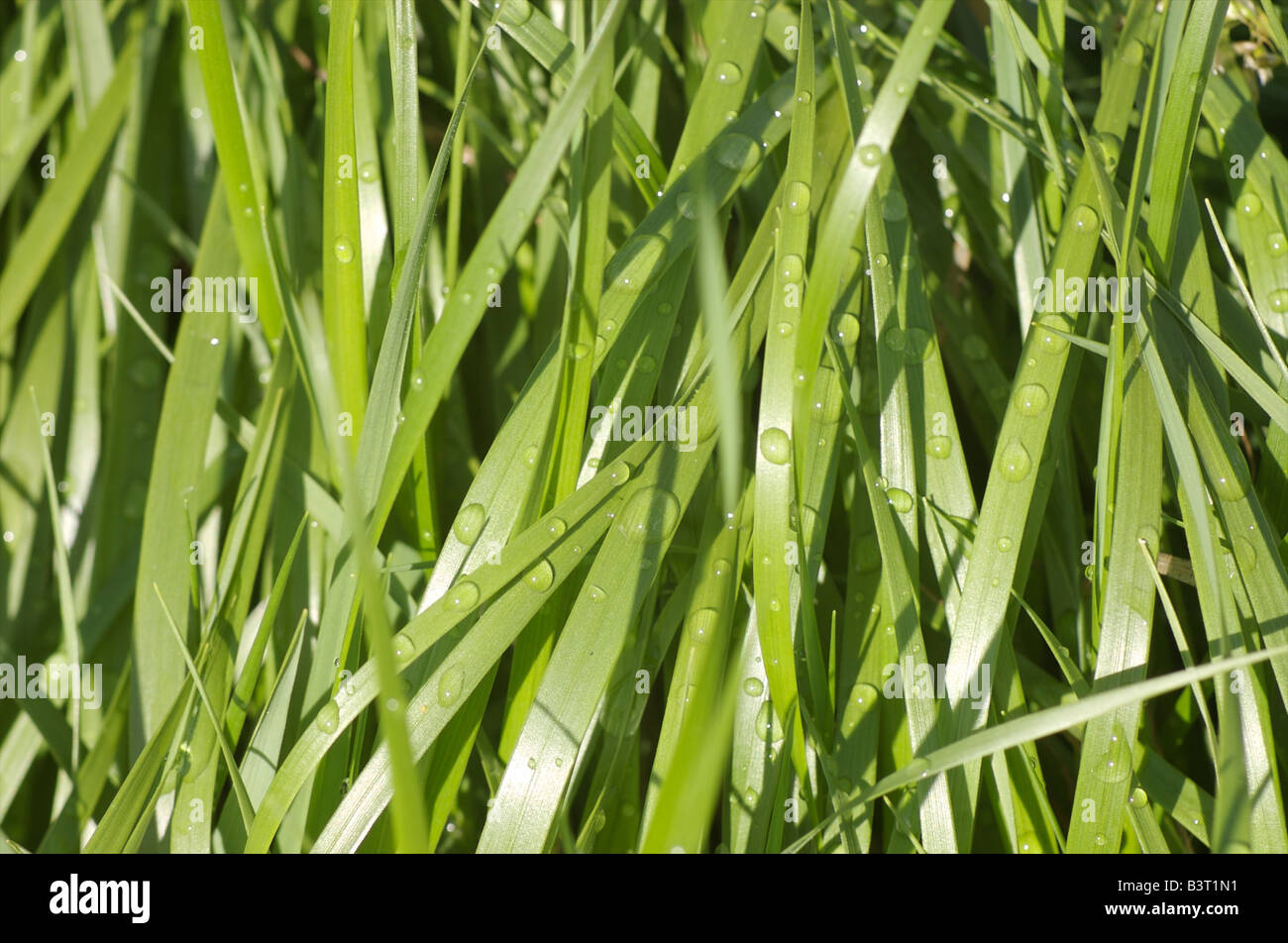 Sweetgrass Hierochloe oderata covered in water drops Eastern Ontario Canada Stock Photo
