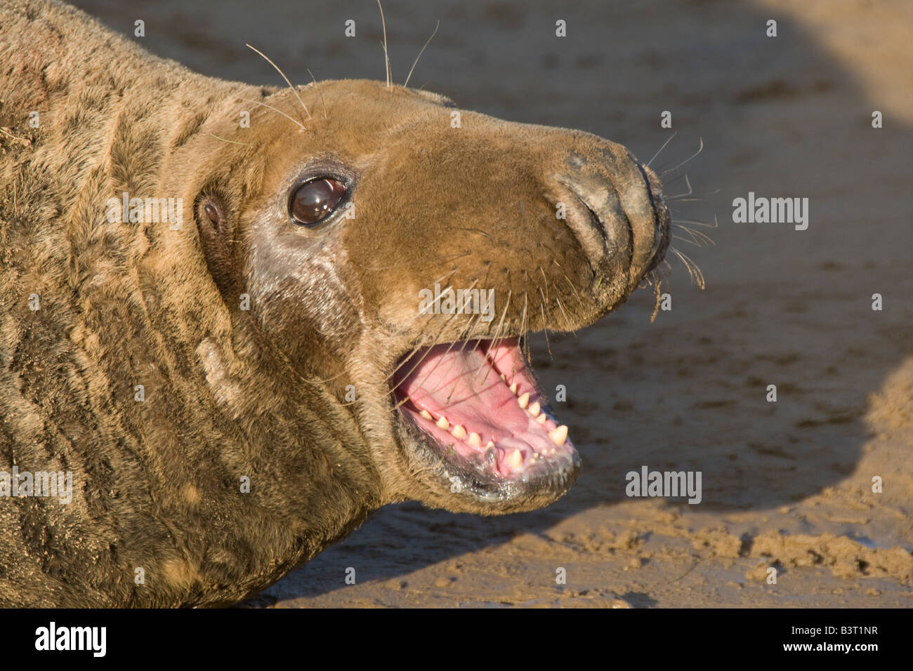 Seal lying on beach Stock Photo - Alamy