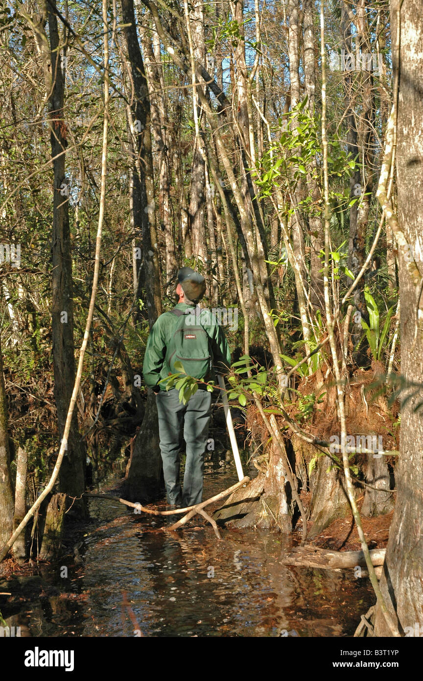 Male hiker stands in water in wet cypress swamp fakahatchee strand preserve state park south florida Stock Photo