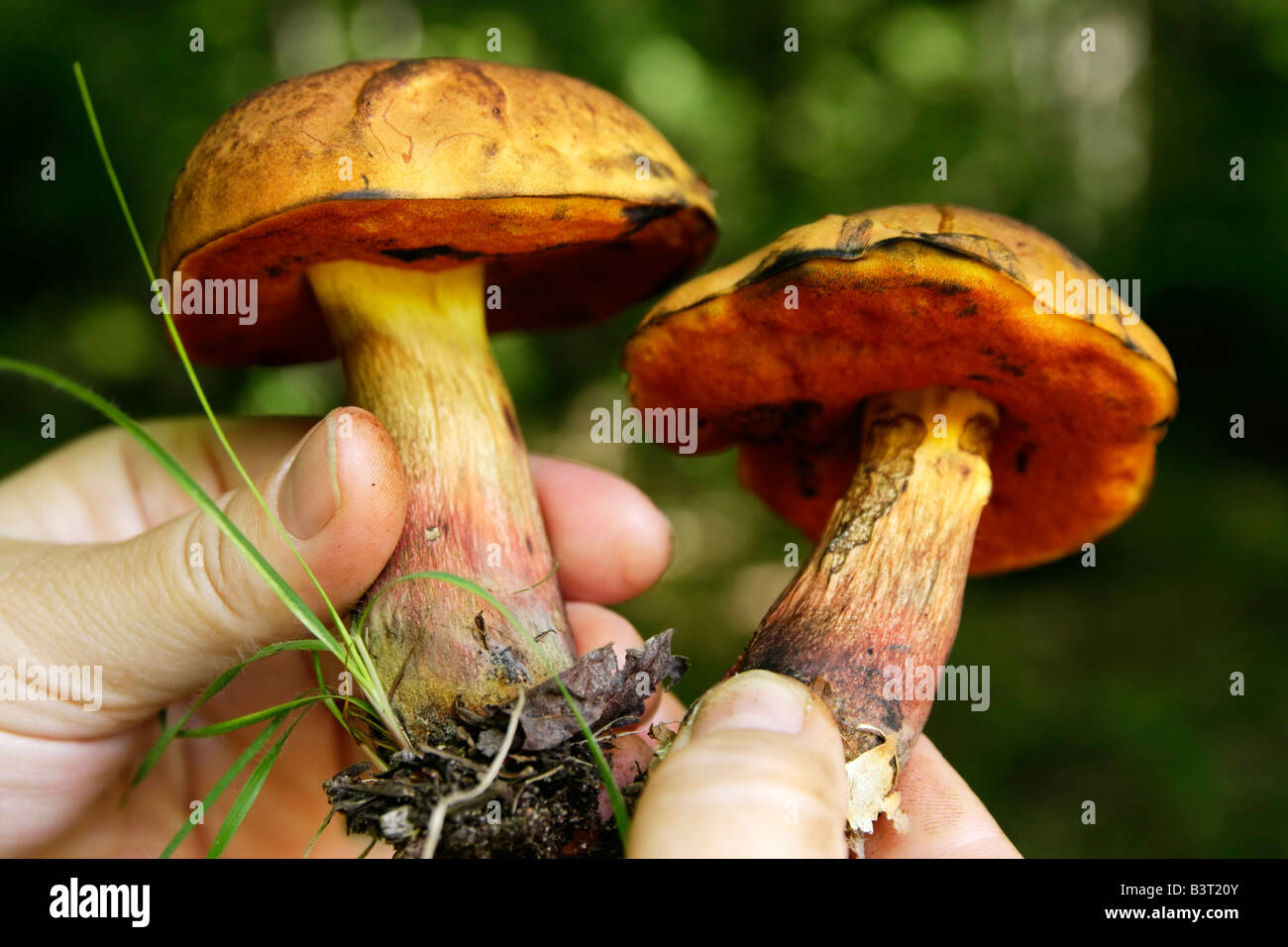 Collection edible mushrooms in the forest Summer healthy nature rural ...