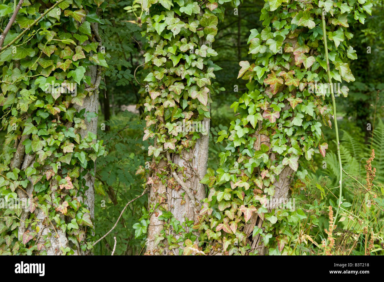 Ivy Hedera helix growing on the trunk of a tree Stock Photo