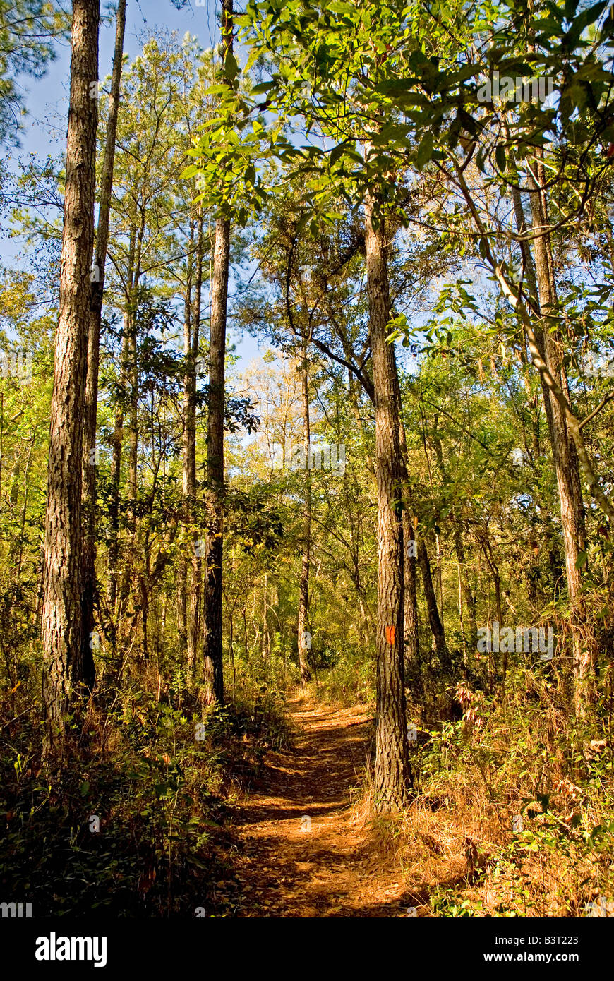 Florida hiking florida trail florida hikes Etoniah Creek State Forest fl fla usa forest outdoors sport recreation Stock Photo