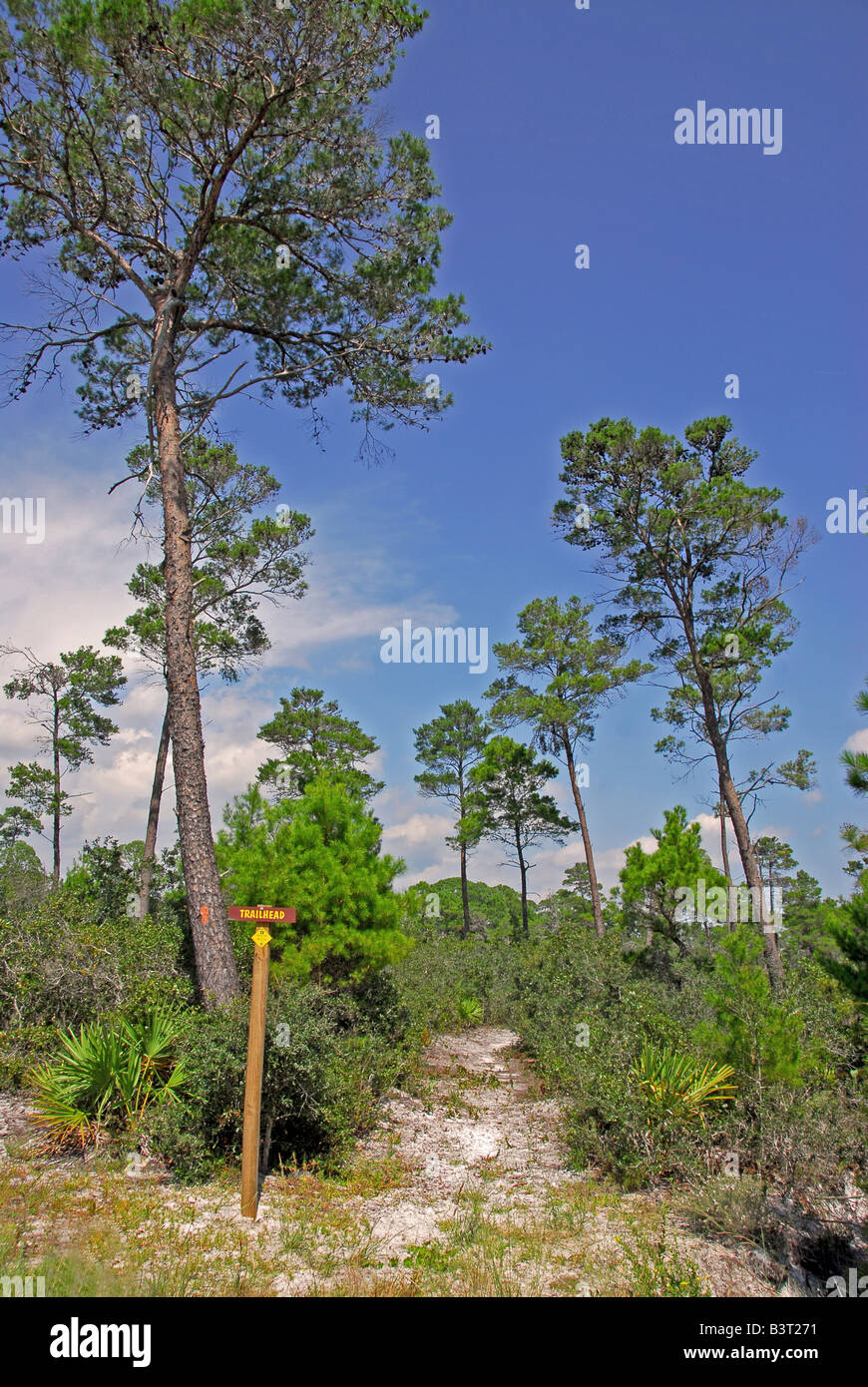 Florida hiking trail trailhead sign sandy pathway leads into forest st saint joseph peninsula state park st joe park Stock Photo