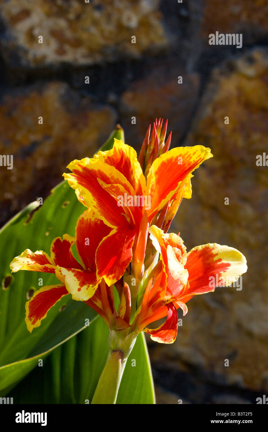 red and yellow summer flower Stock Photo Alamy