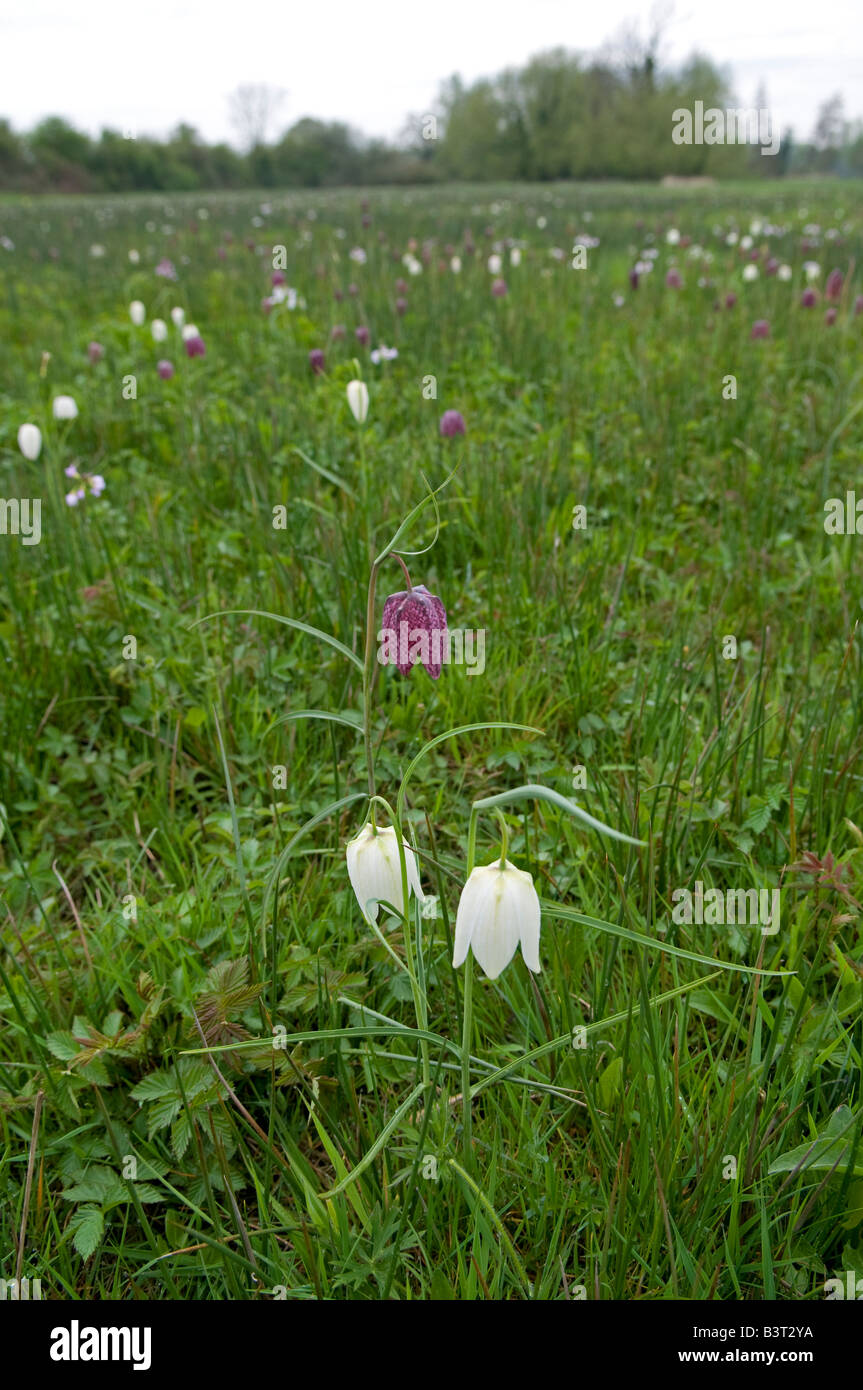 Snake's Head Fritillary: Fritillaria meleagris.  Berkshire England April Ancient meadow.  White and purple varieties Stock Photo