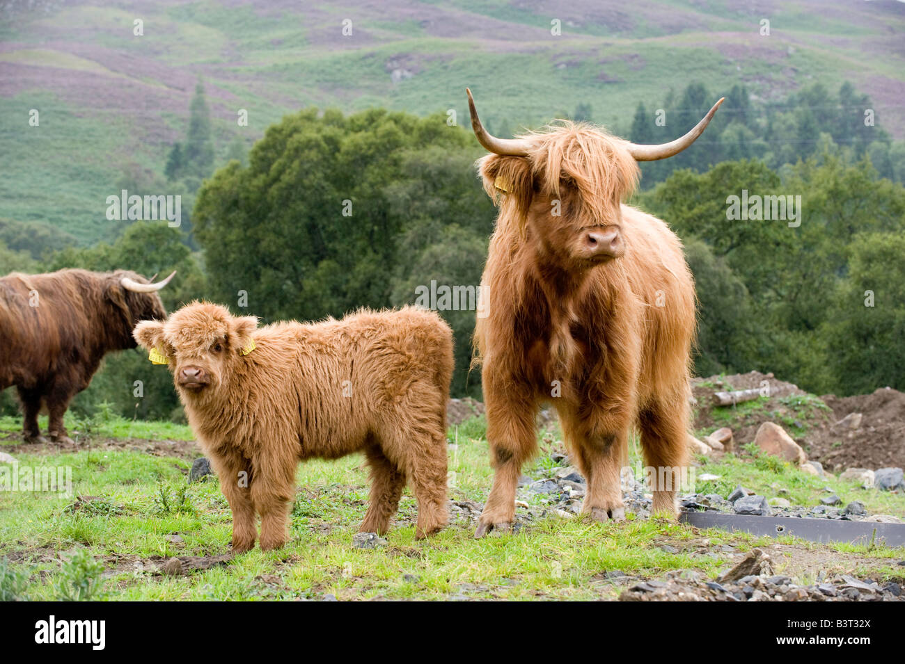 highland-cow-and-calf-on-moorland-perthshire-scotland-stock-photo-alamy