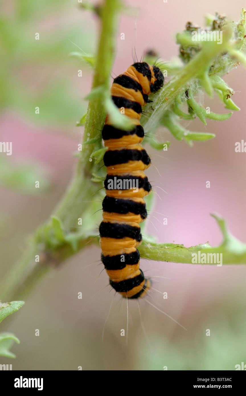 Cinnabar moth caterpillar hires stock photography and images Alamy