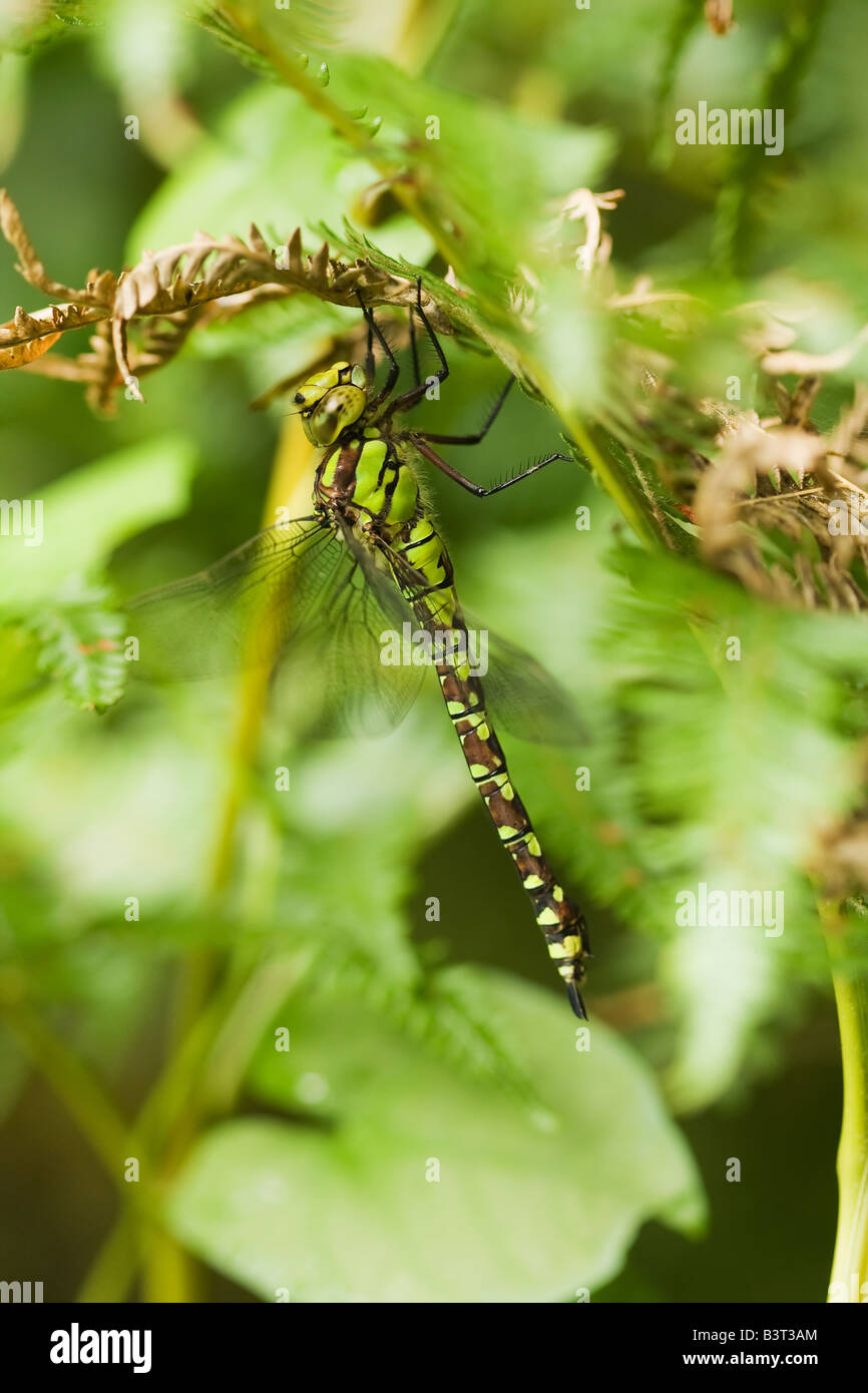 Macro of a British species of dragonfly Stock Photo