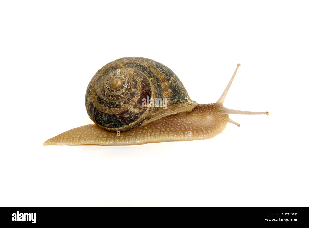 Snail on a background white in studio. Stock Photo