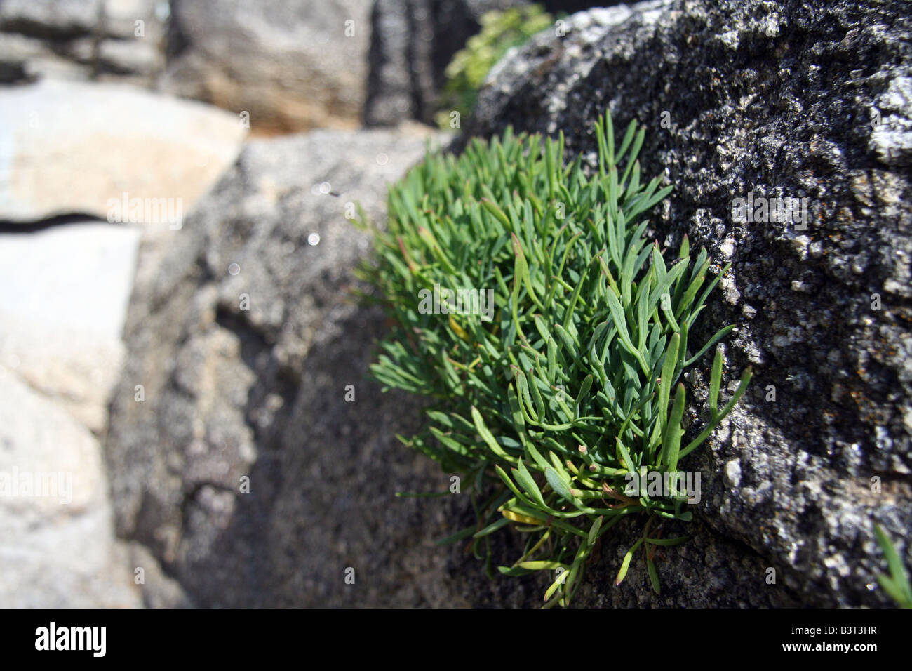 Things Growing Around Rocks Plant growing on rock hi-res stock photography and images - Alamy