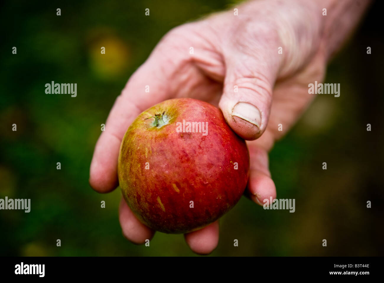 An example of what hail stones can do to an apple The dent is as a cause of a hail storm Stock Photo