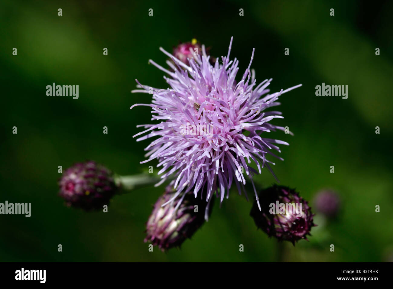 Knapweed purple flower hi-res stock photography and images - Alamy
